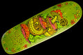 On Vacation Green Mini Deck 8"
